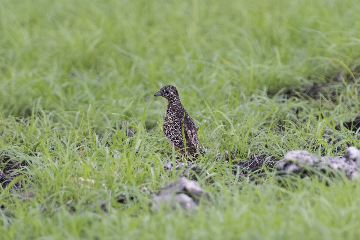 Sumba Buttonquail - Mike Hooper