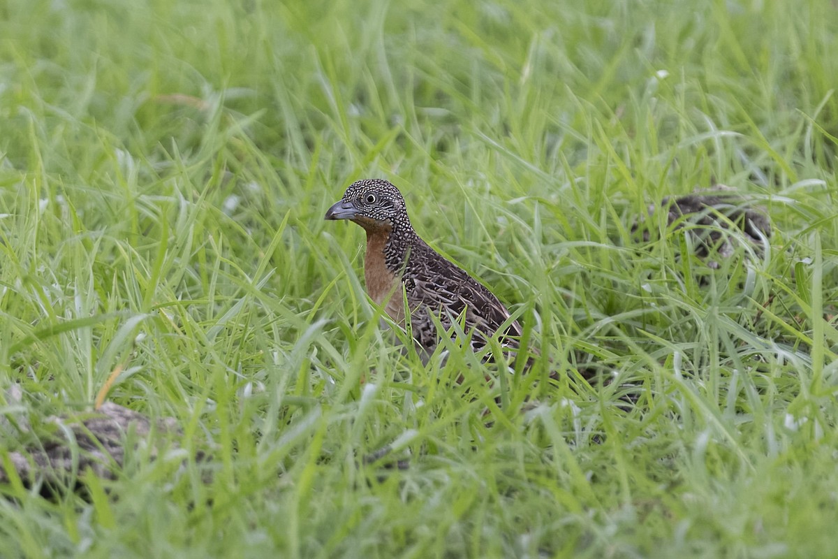 Sumba Buttonquail - ML616356910