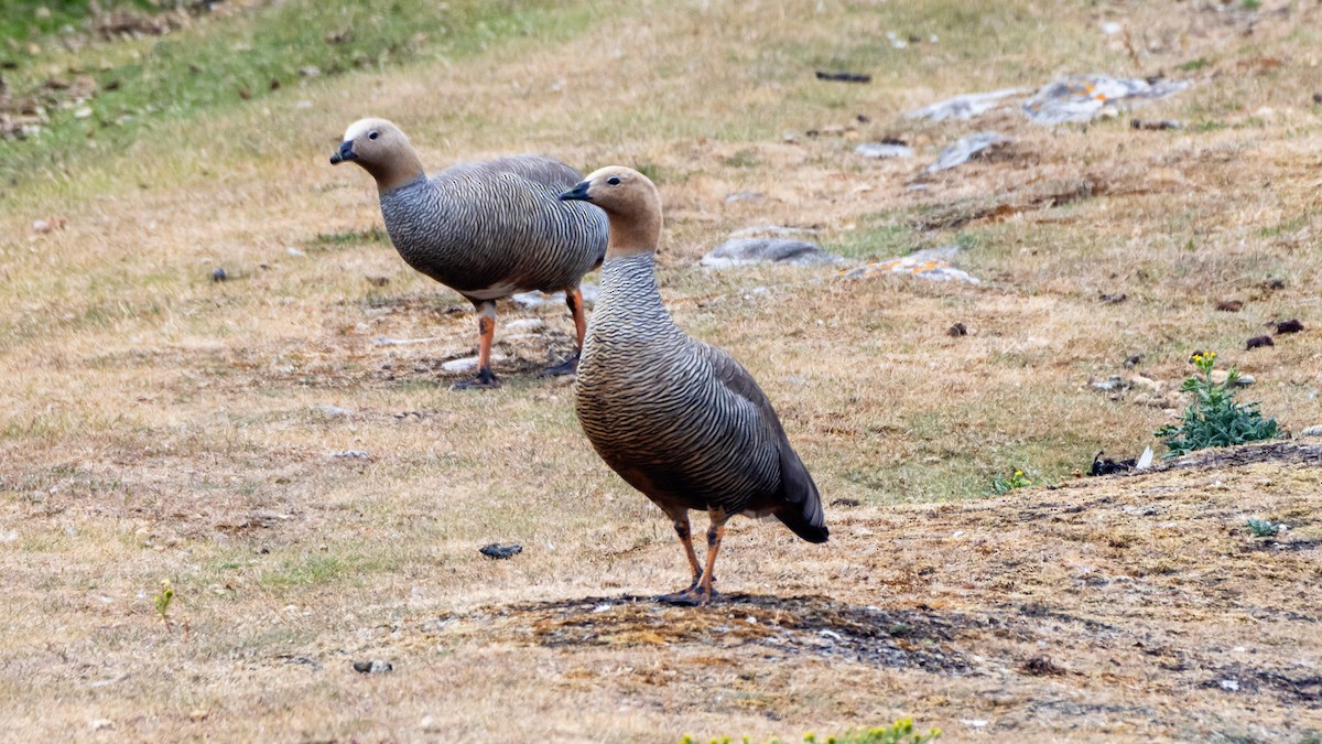 Upland Goose - Yehiel Engel