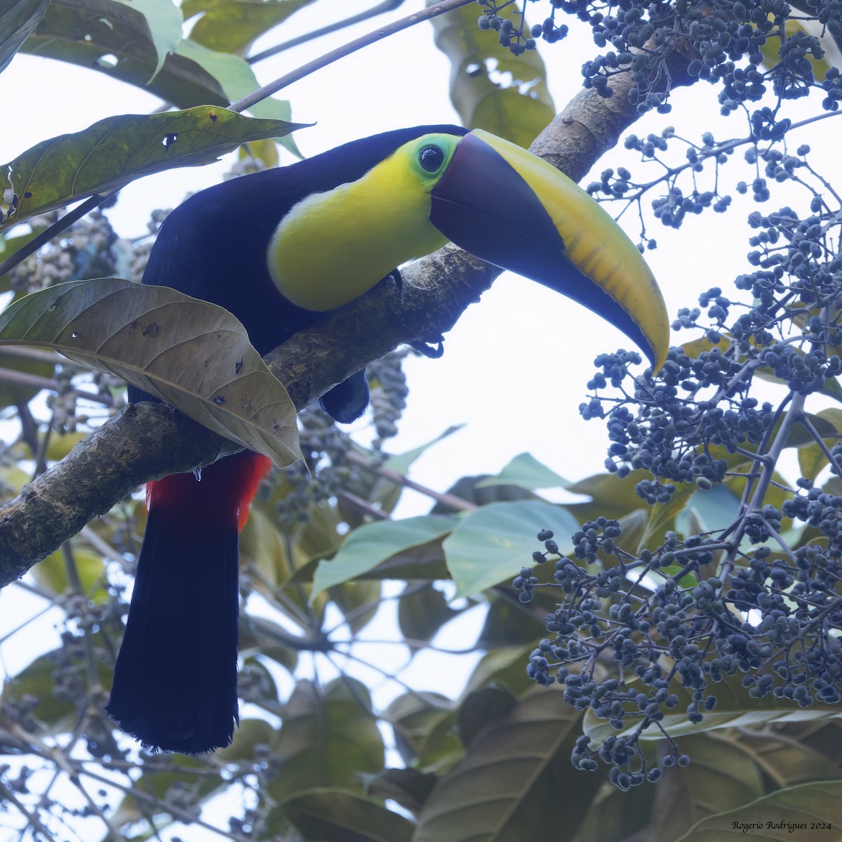 Yellow-throated Toucan - Rogério Rodrigues