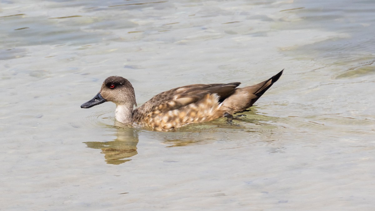 Canard huppé - ML616356941