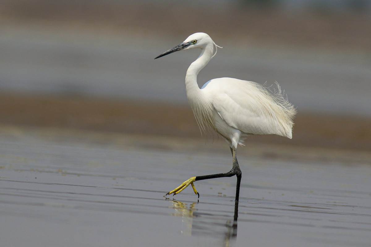 Little Egret - ML616356958