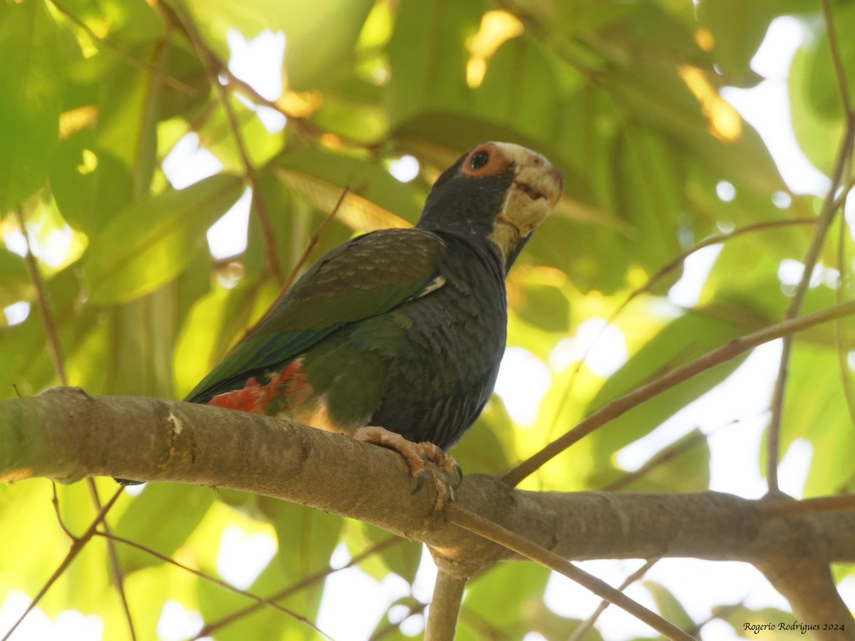 White-crowned Parrot - Rogério Rodrigues
