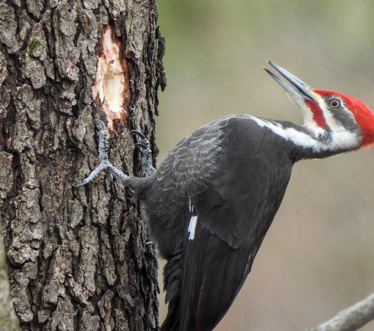 Pileated Woodpecker - ML616356983