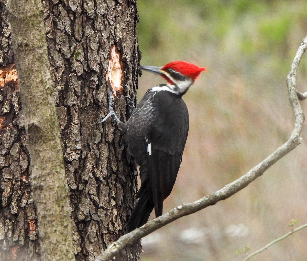 Pileated Woodpecker - ML616356984