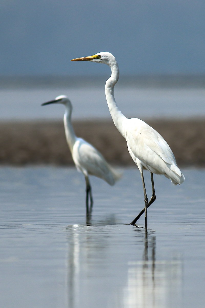 Great Egret - ML616357000