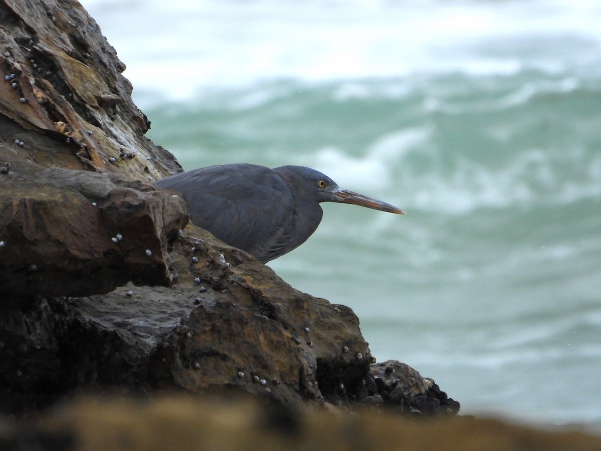 Pacific Reef-Heron - ML616357012