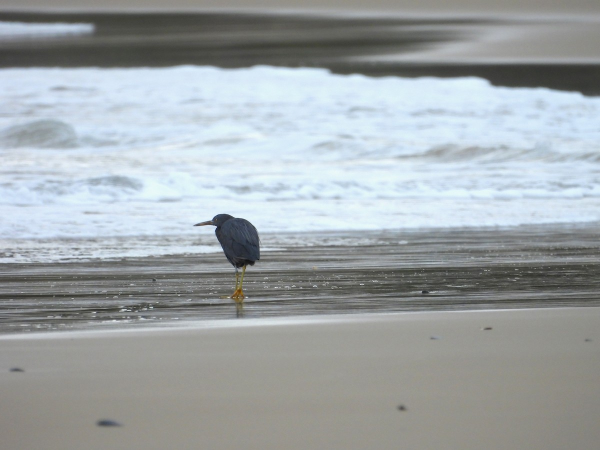 Pacific Reef-Heron - ML616357013