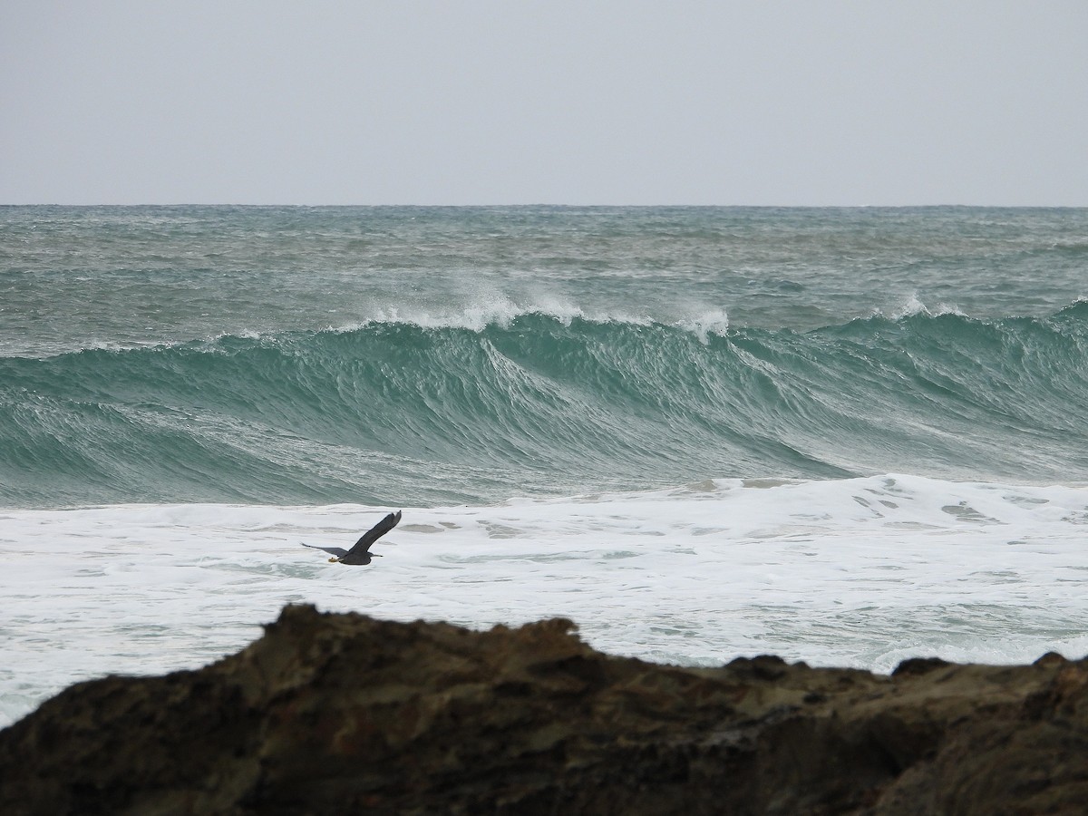 Pacific Reef-Heron - ML616357014