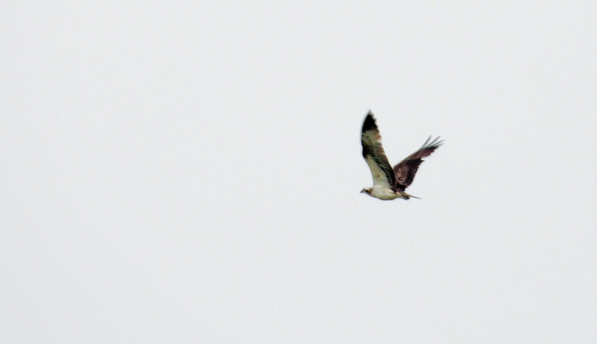 Osprey - Rui Jorge