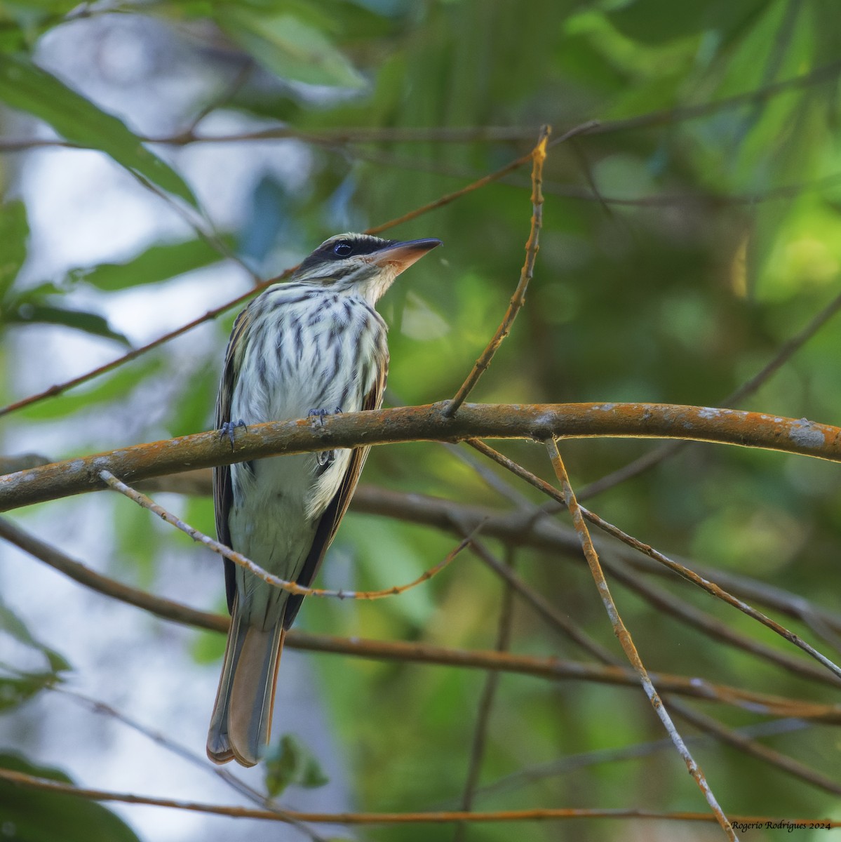 Streaked Flycatcher - Rogério Rodrigues