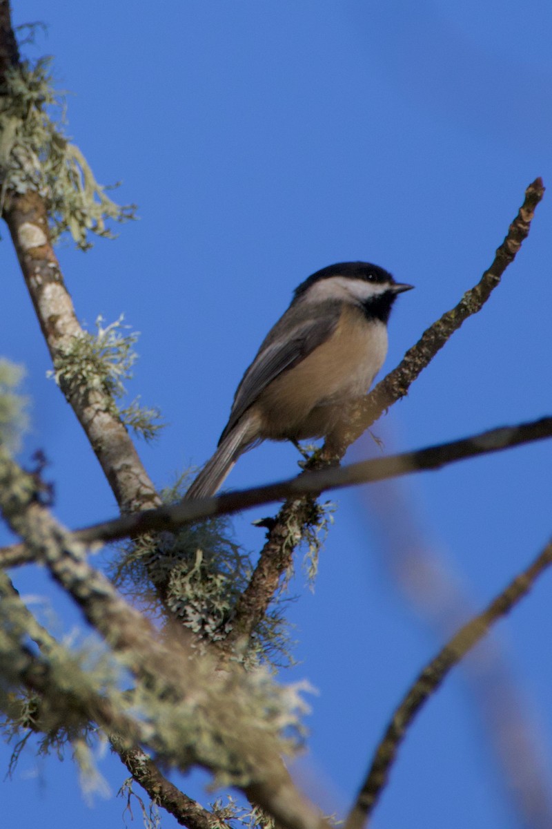 Black-capped Chickadee - Anonymous