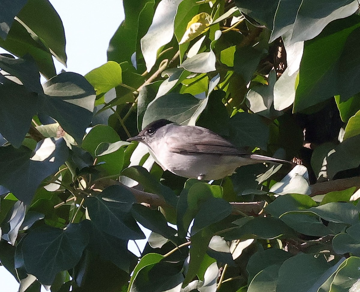 Eurasian Blackcap - ML616357047