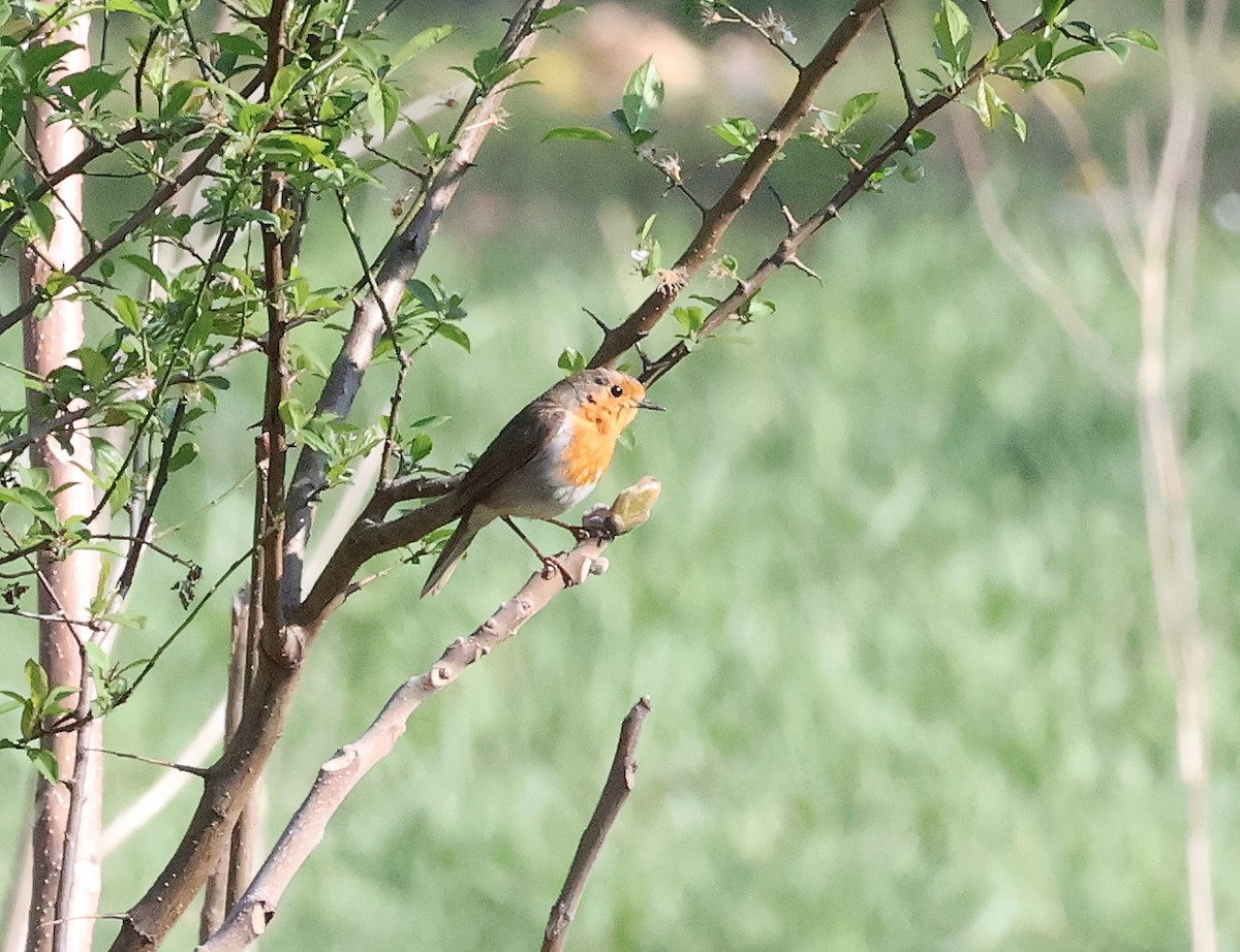 European Robin - ML616357049