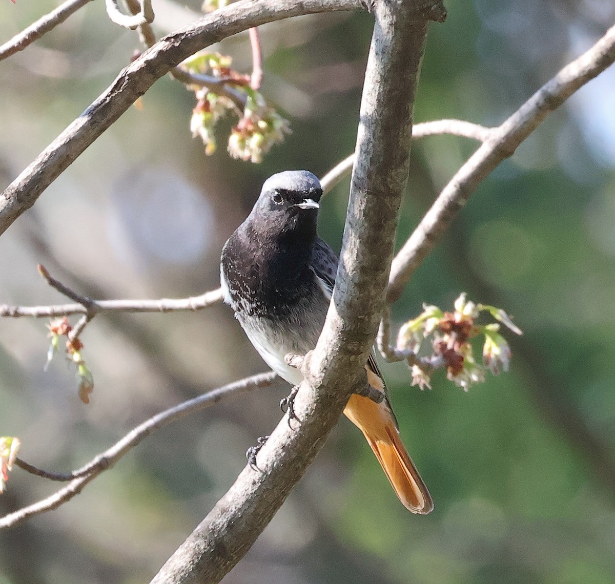 Black Redstart - ML616357051