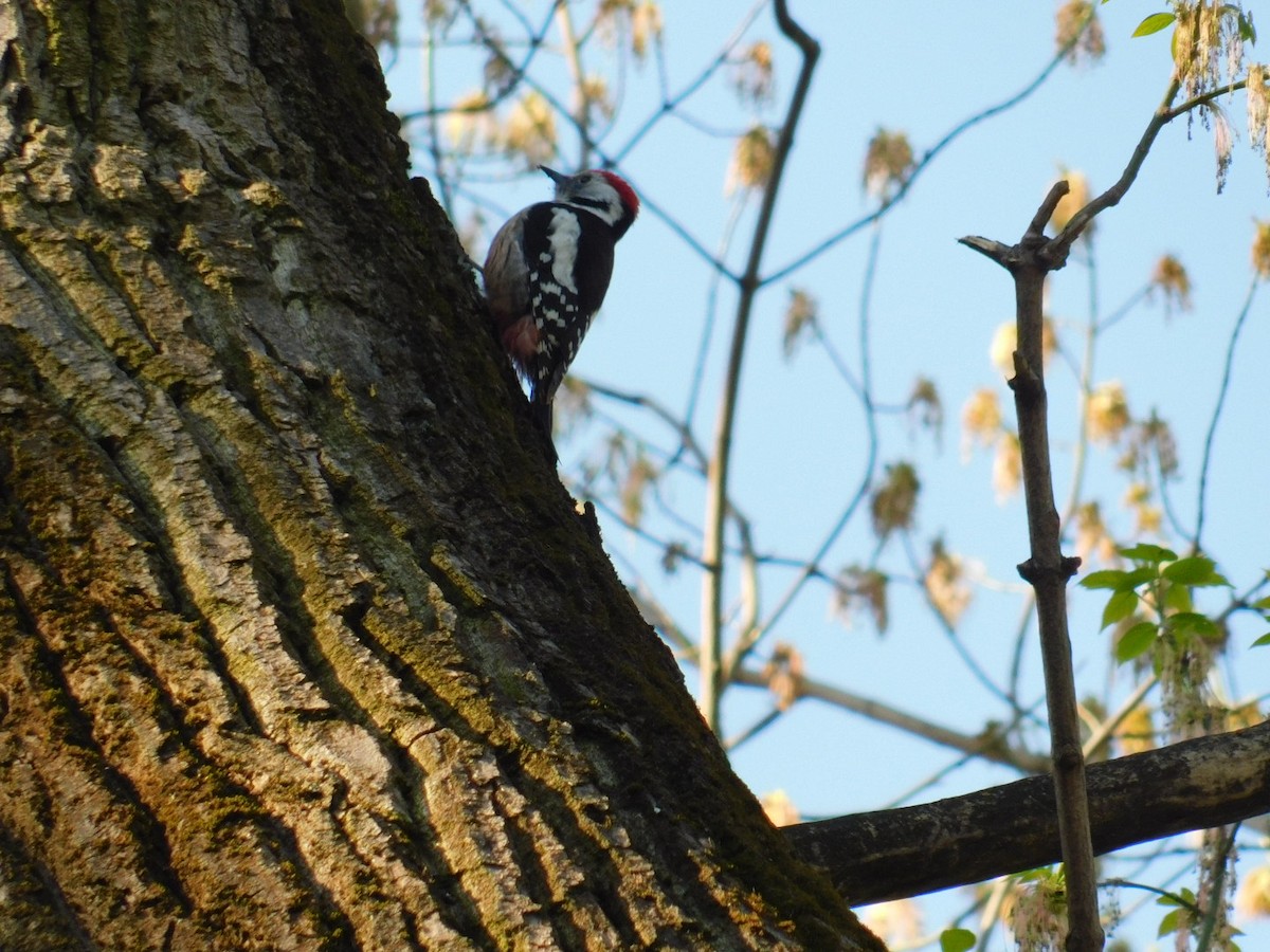 Middle Spotted Woodpecker - ML616357072