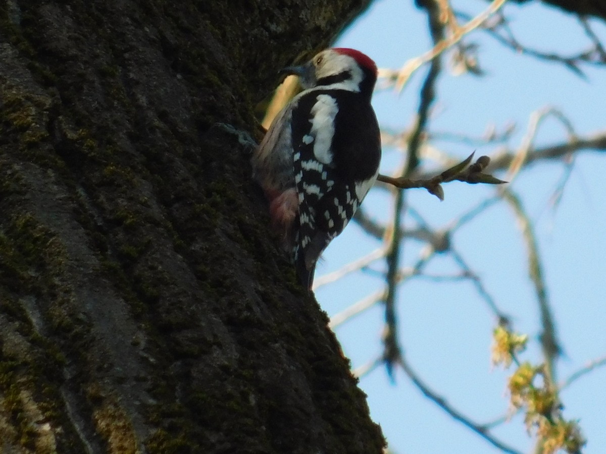 Middle Spotted Woodpecker - ML616357073