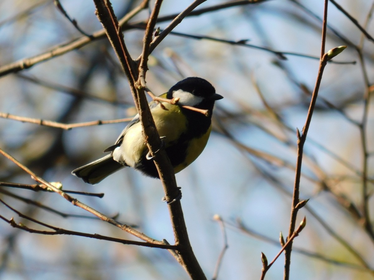 Great Tit - ML616357077