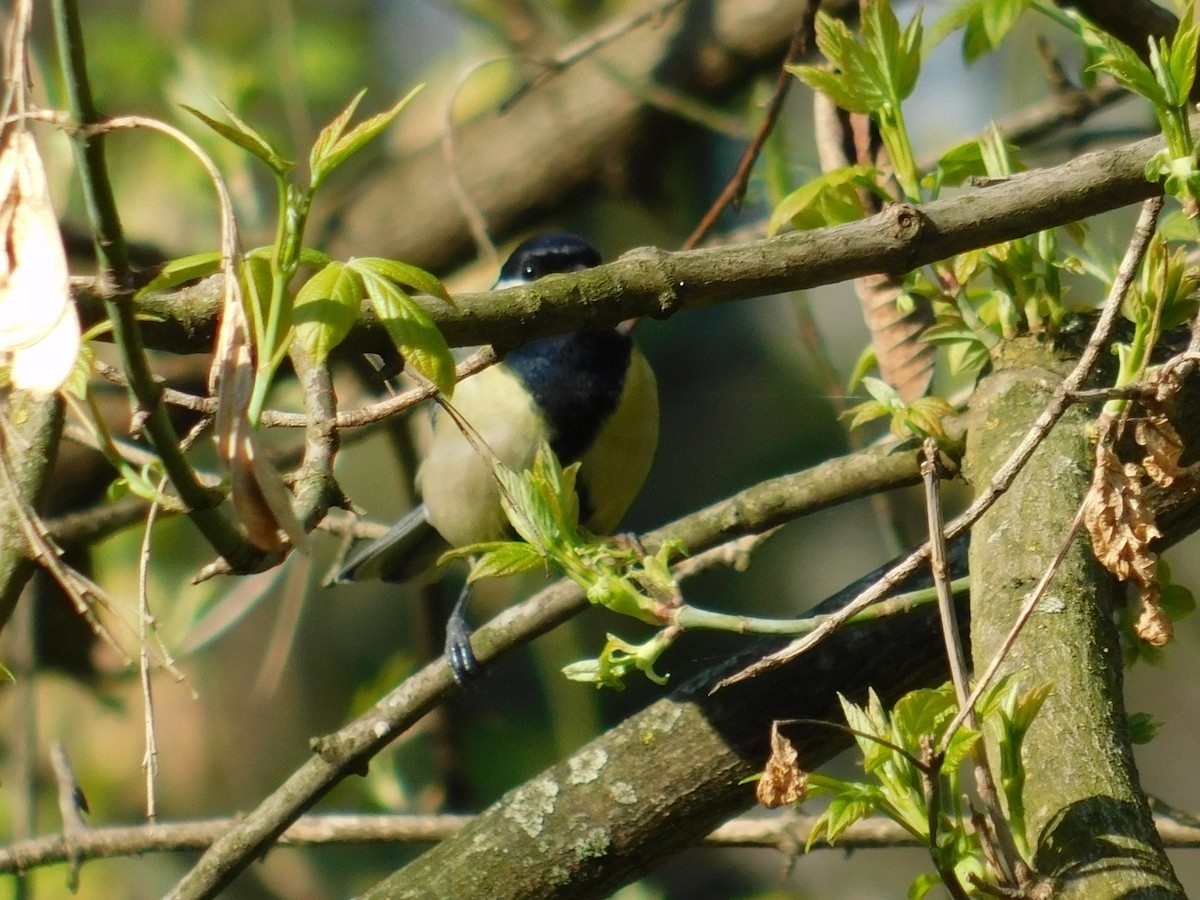 Great Tit - Beba Ugrenovic