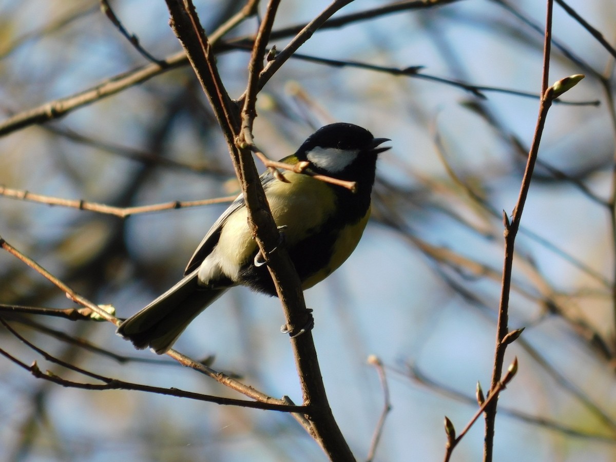 Great Tit - Beba Ugrenovic