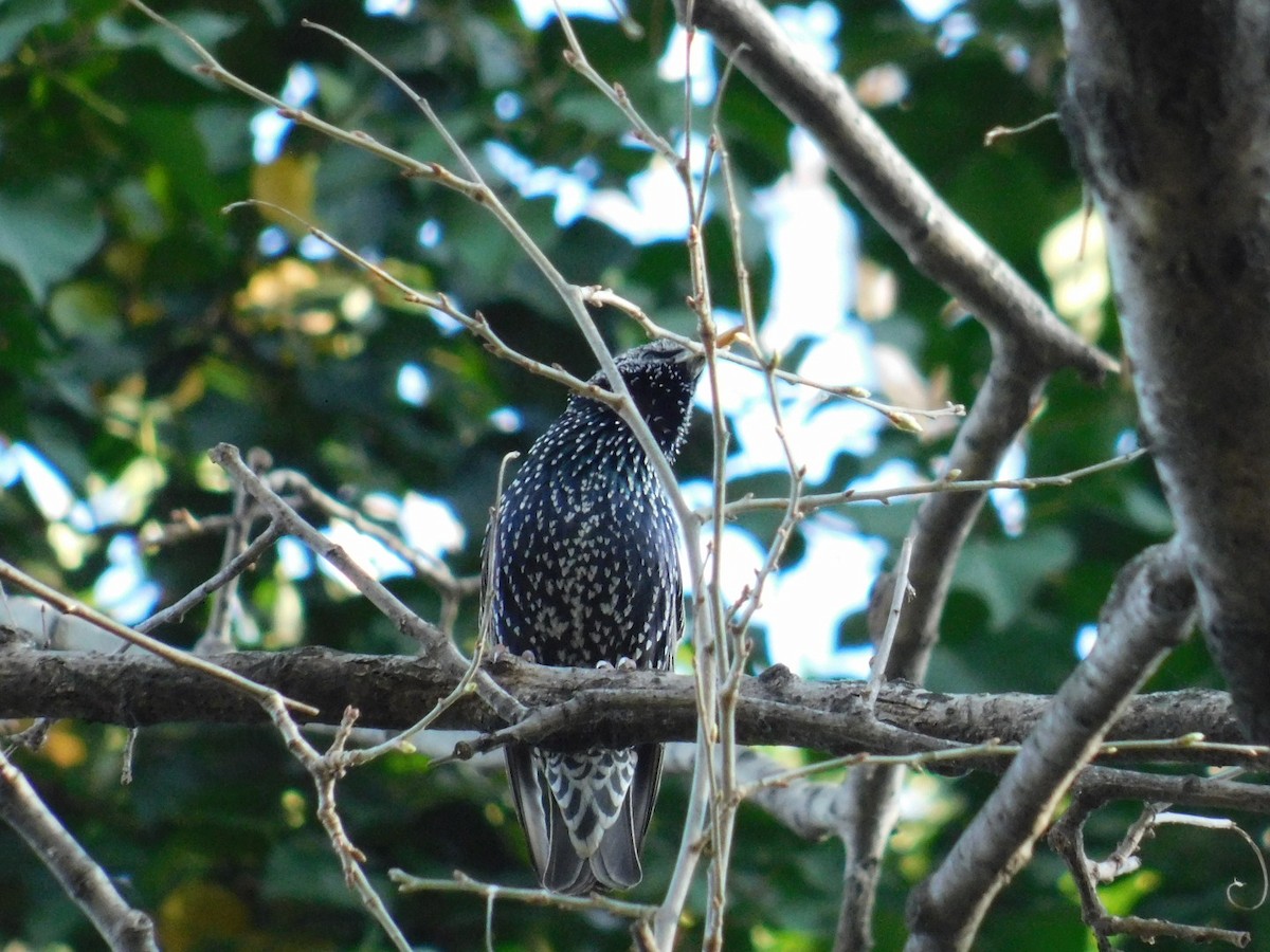 European Starling - ML616357087