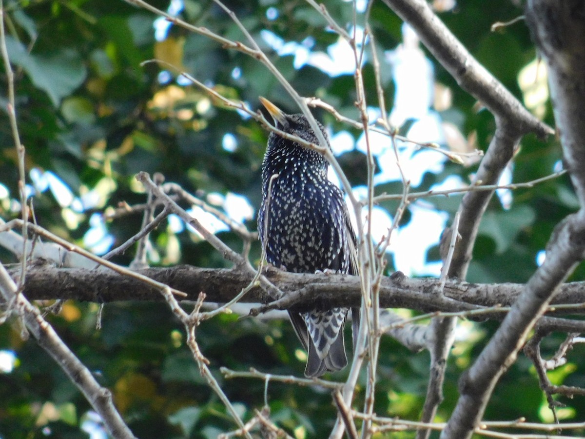 European Starling - ML616357088