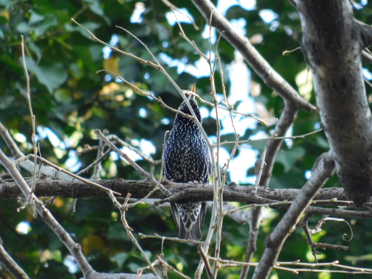 European Starling - ML616357089