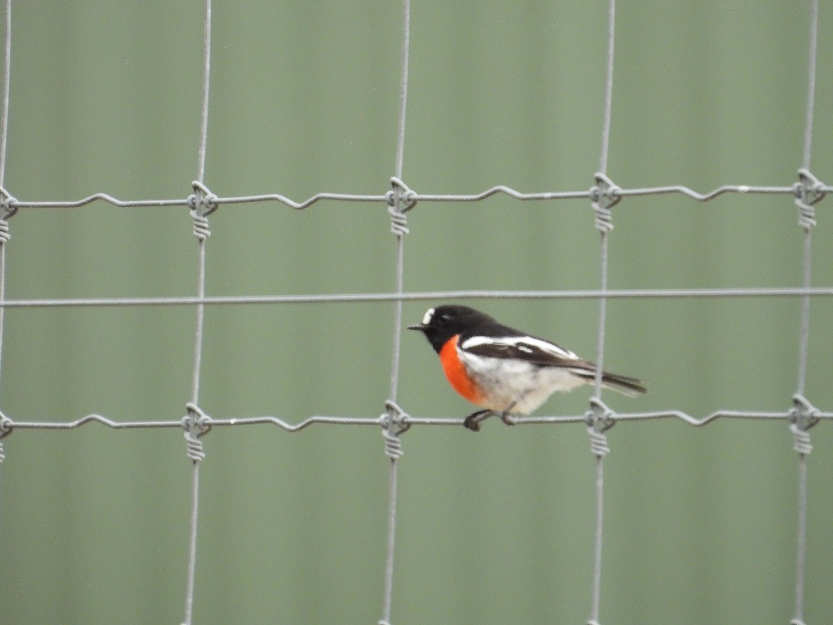 Scarlet Robin - ML616357105