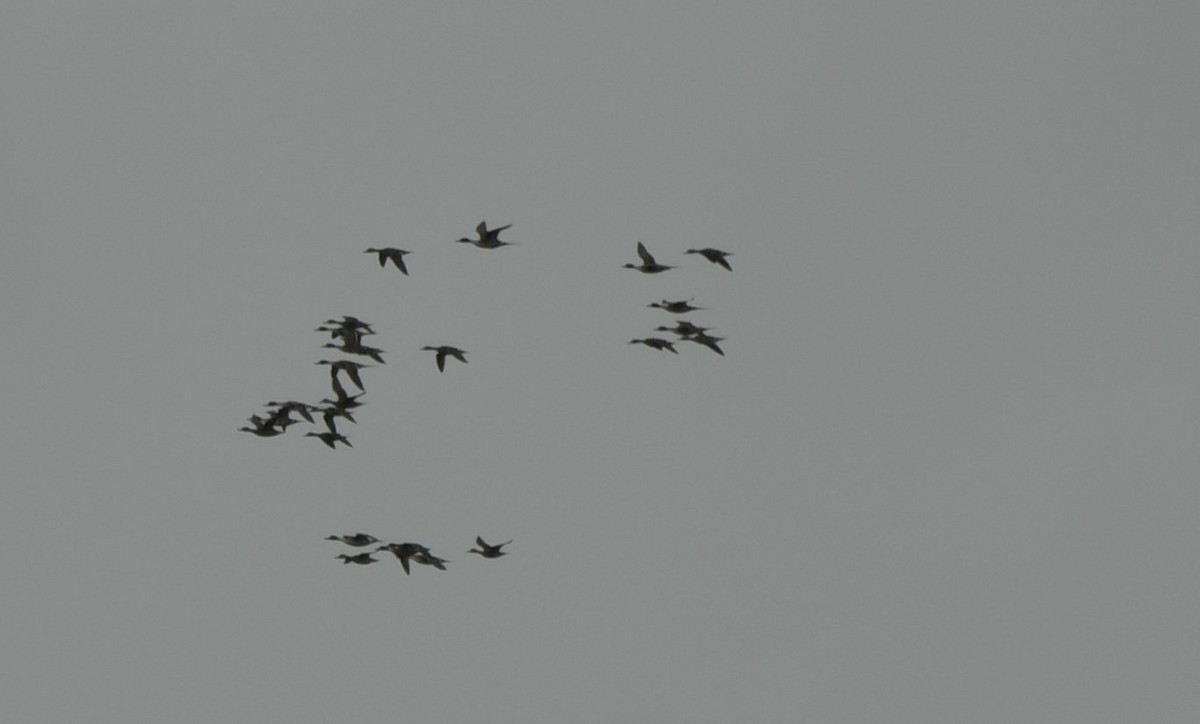 Northern Pintail - ML616357106