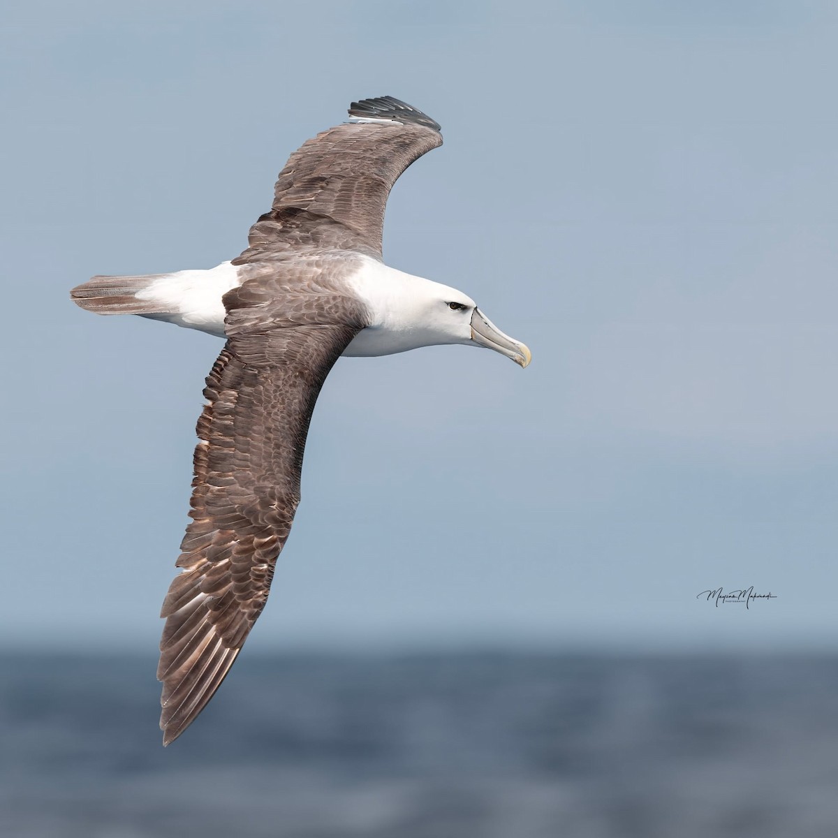 White-capped Albatross - ML616357107