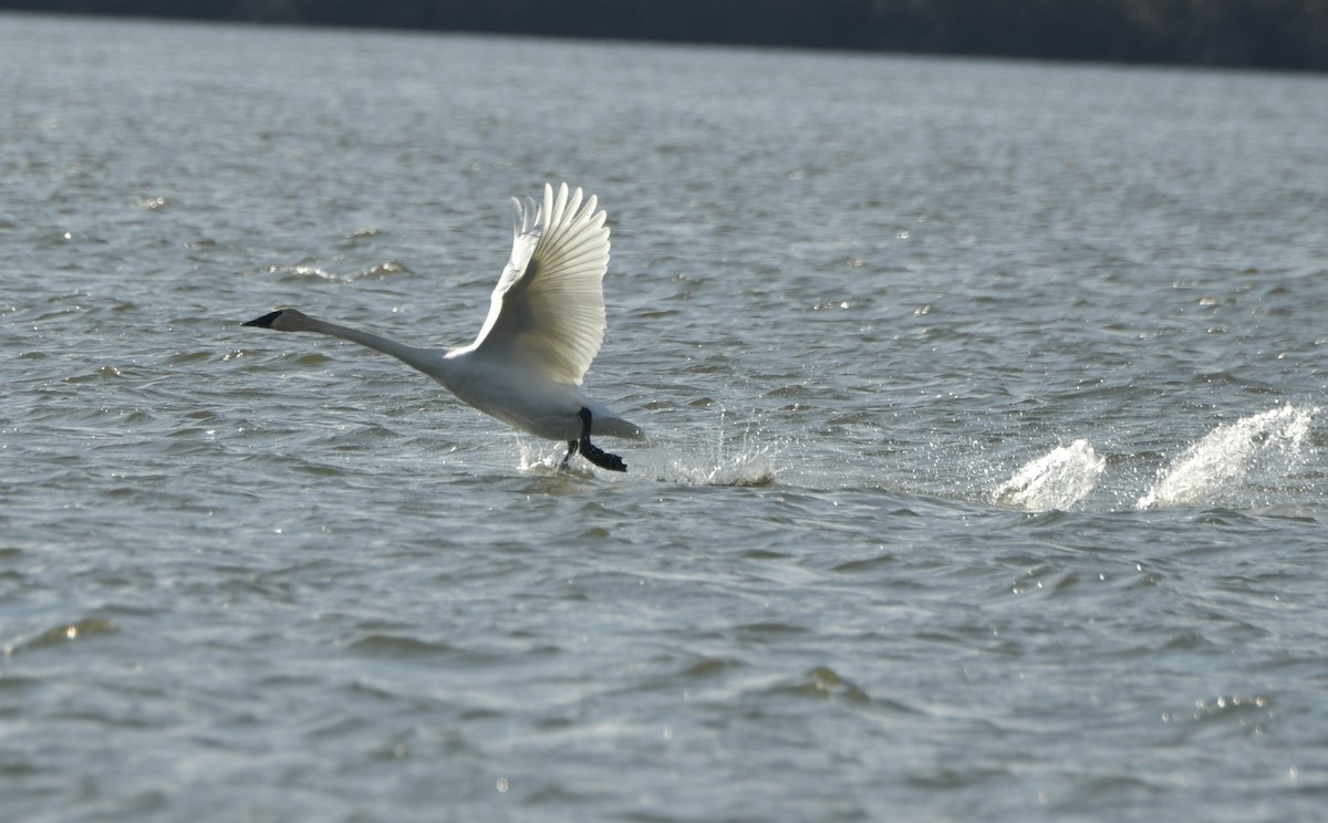 Trumpeter Swan - ML616357138