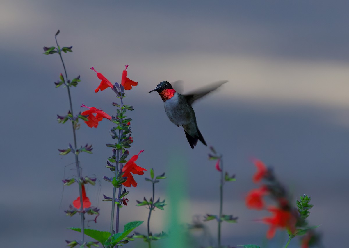 Ruby-throated Hummingbird - ML616357211