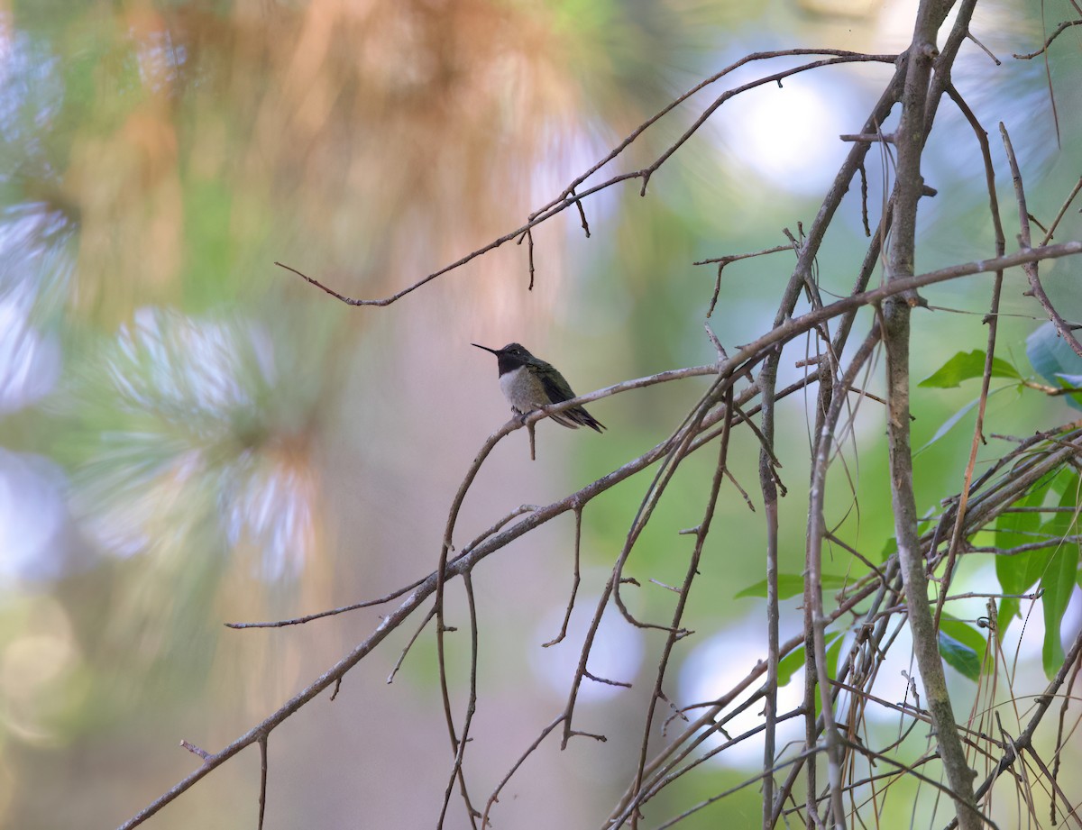 Ruby-throated Hummingbird - ML616357212