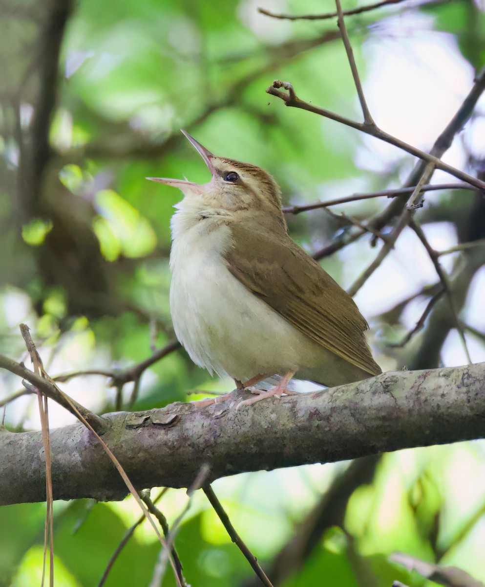 Swainson's Warbler - ML616357217