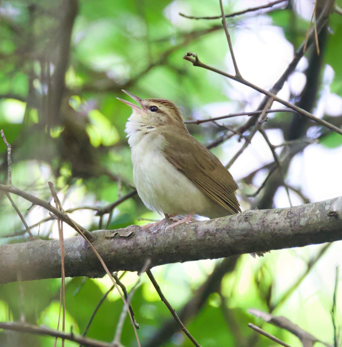 Swainson's Warbler - ML616357219