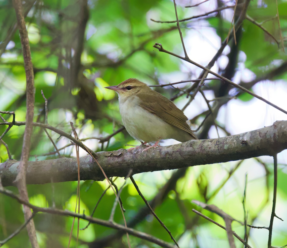 Swainson's Warbler - ML616357246