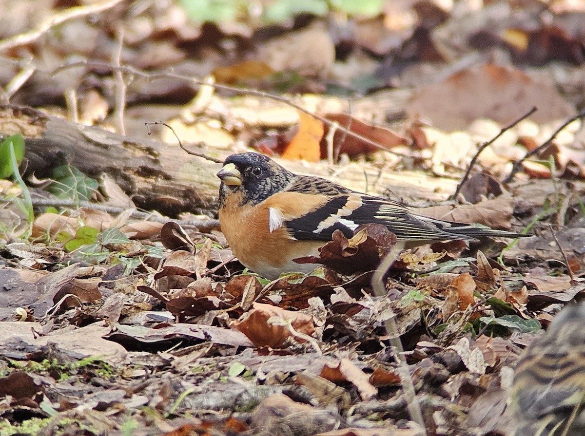 Brambling - ML616357250