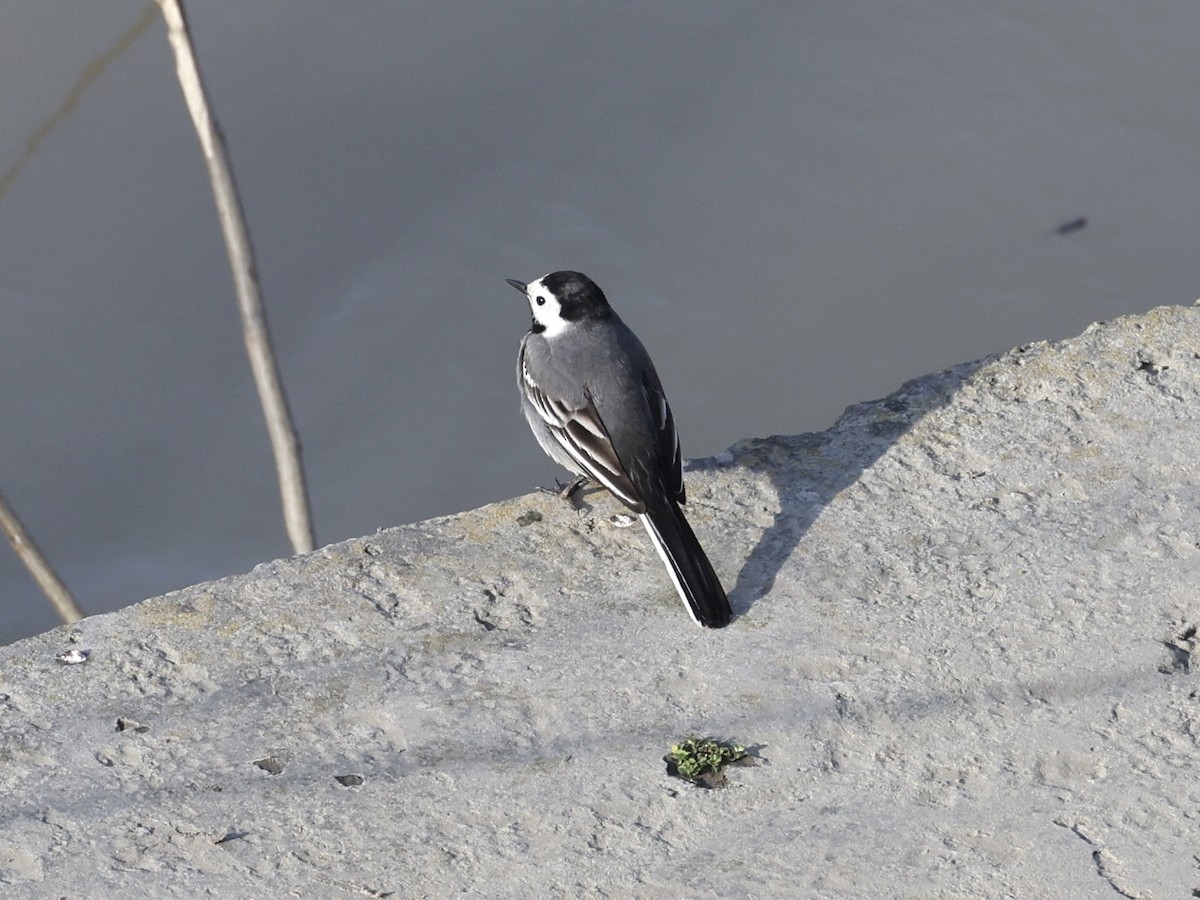 White Wagtail - Anonymous