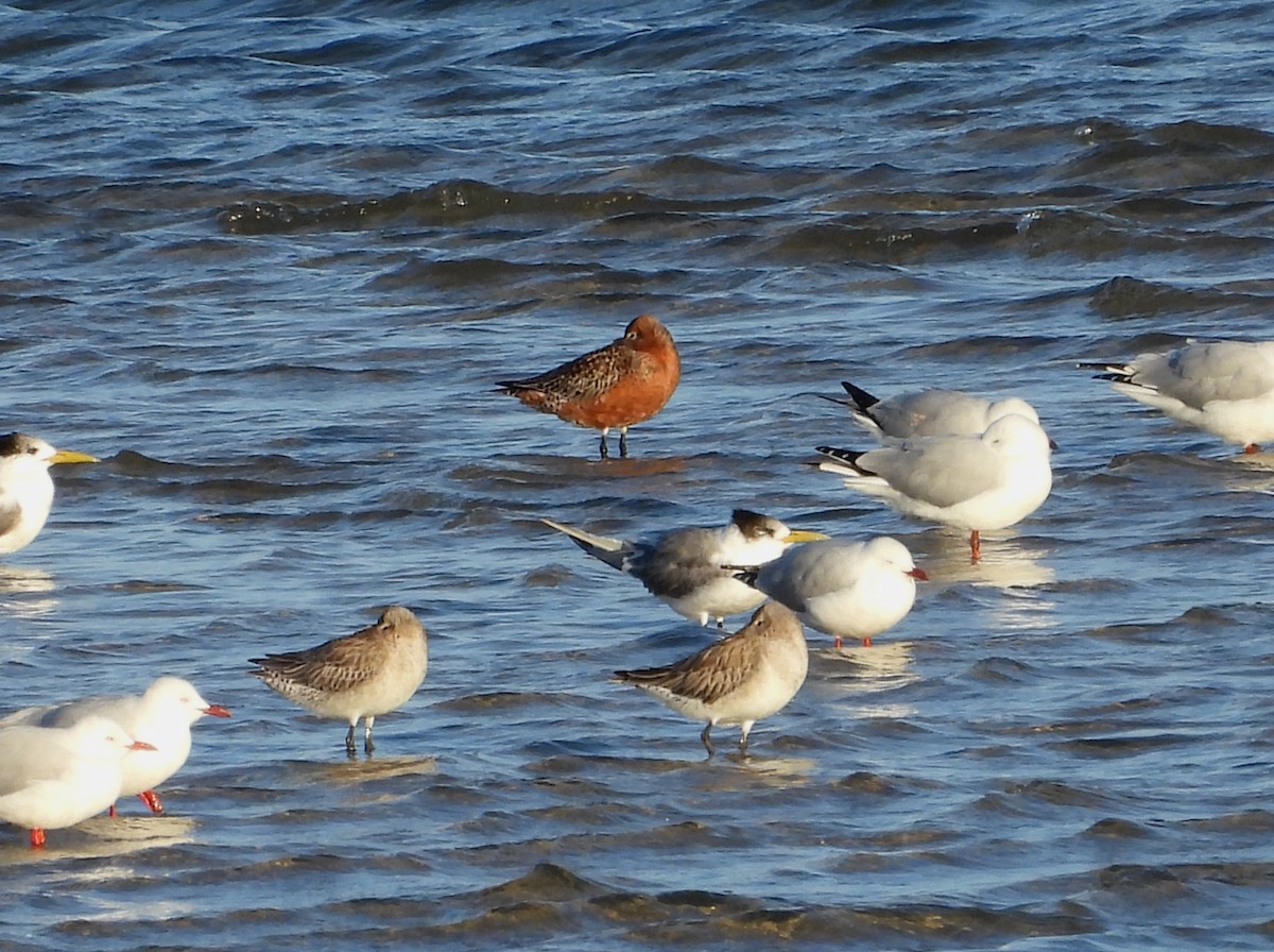 Bar-tailed Godwit - ML616357289