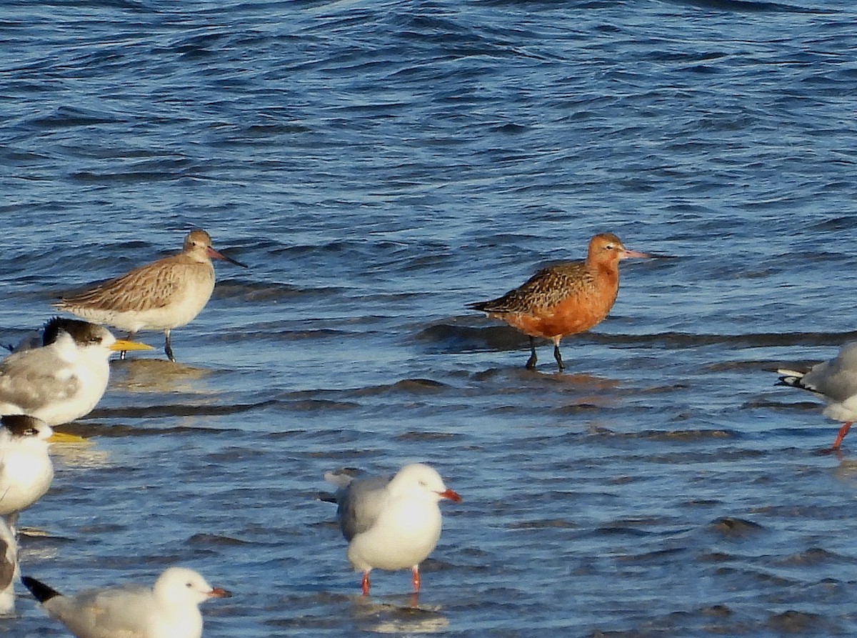 Bar-tailed Godwit - ML616357290