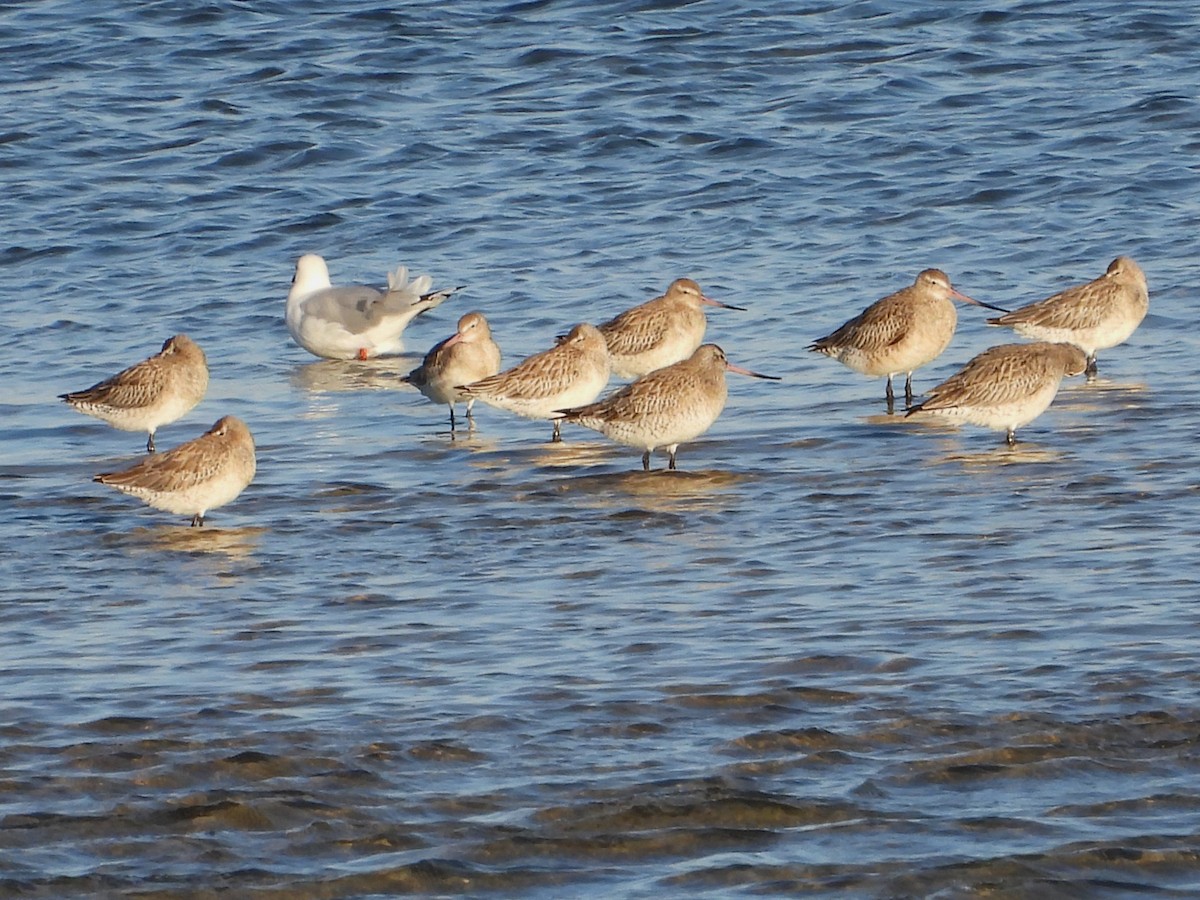 Bar-tailed Godwit - ML616357291