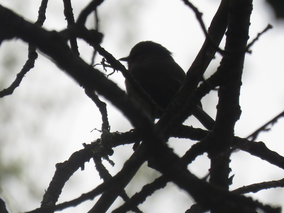 African Dusky Flycatcher - ML616357293