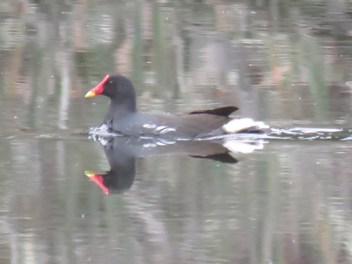 Eurasian Moorhen - ML616357303