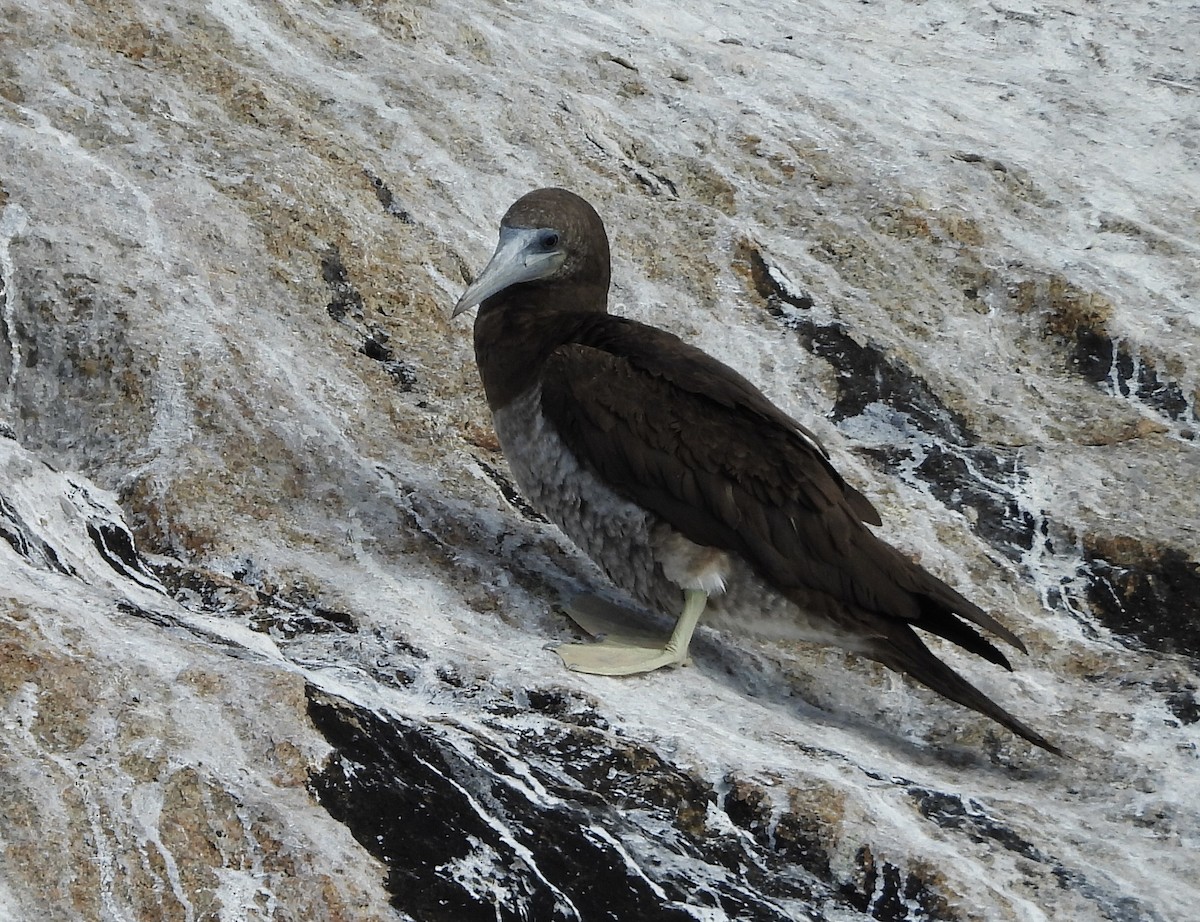 Brown Booby - ML616357313