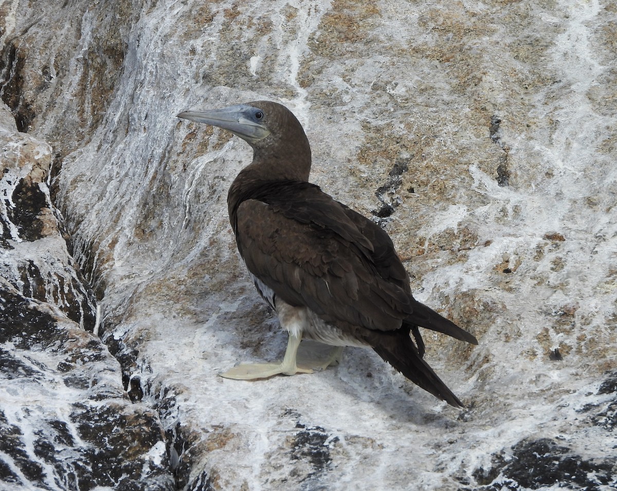 Brown Booby - ML616357314