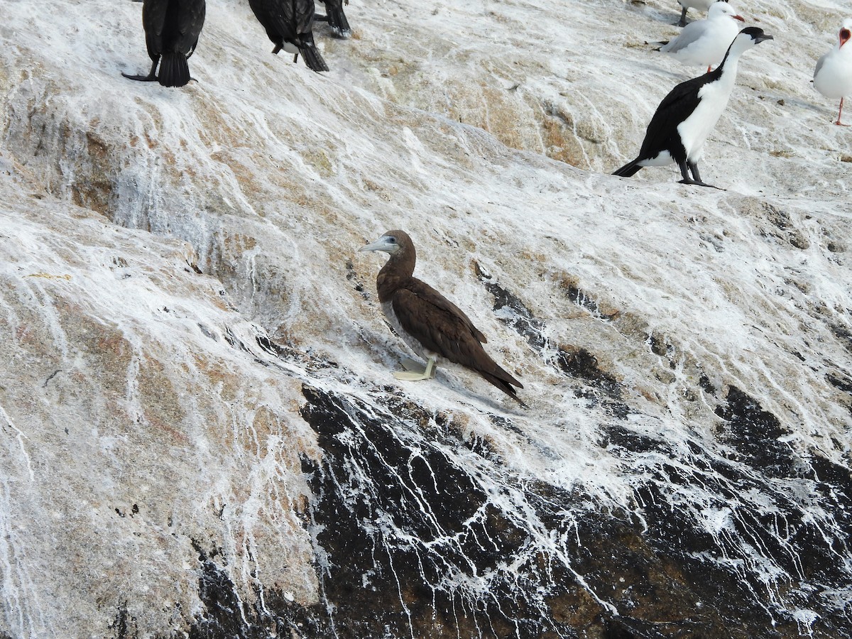 Brown Booby - ML616357316