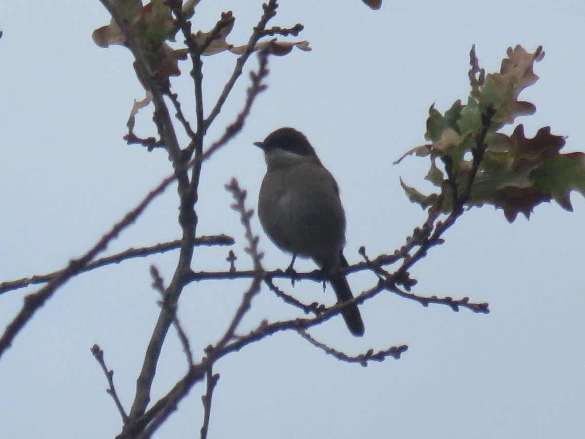 Fiscal Flycatcher - ML616357329