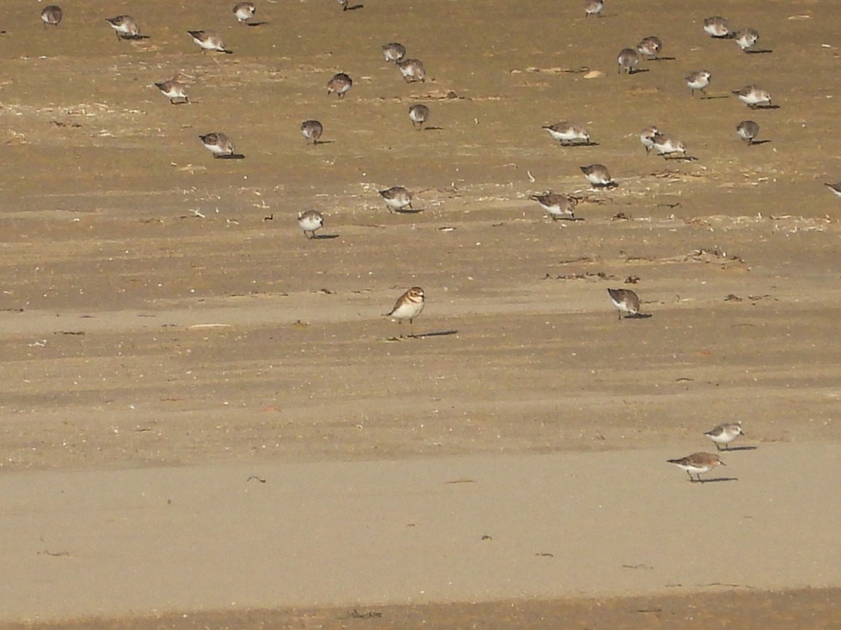 Double-banded Plover - Joanne Thompson