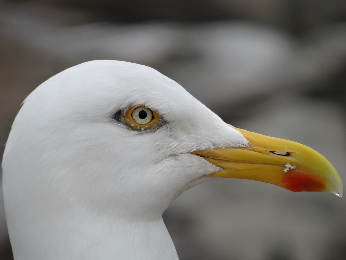 Herring Gull - Léo-Paul Godderis 🦜