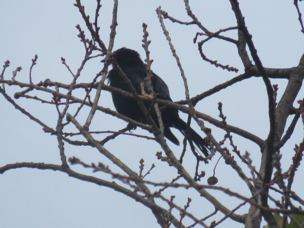 Fork-tailed Drongo (adsimilis Group) - ML616357342